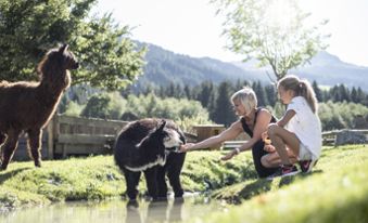 Lamas im Streichelzoo